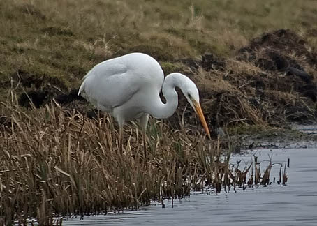 Grotezilverreiger100206